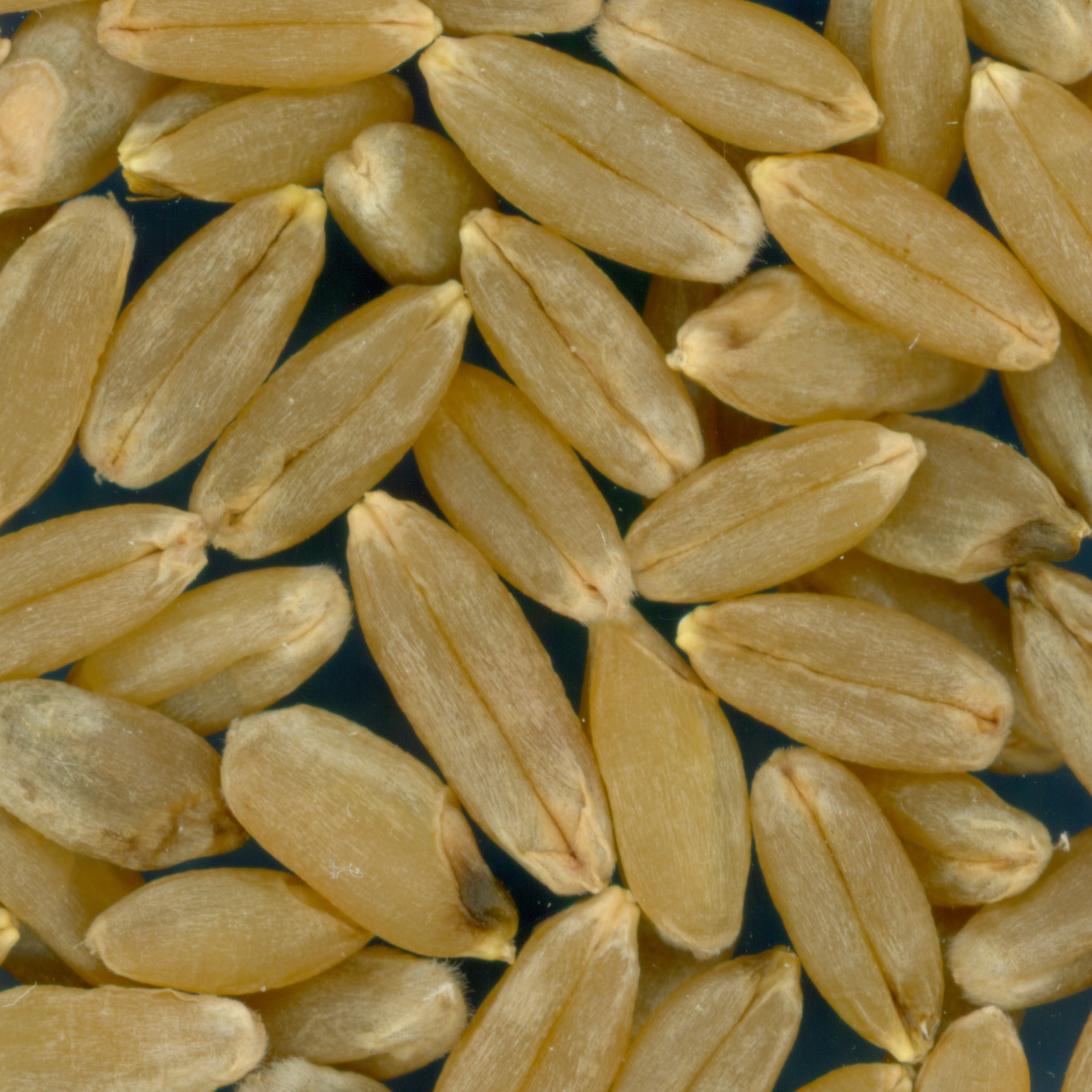Click for 2 image(s) for this accession. KERNELS